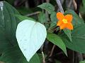 Hairiest Mussaenda
