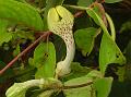 Hairy Ceropegia