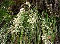 Hairy Cottongrass
