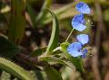 Hairy Dayflower