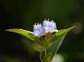 Hairy Dew-Grass