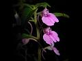 Hairy Fruit Balsam