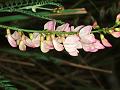 Hairy Fruit Milk-Vetch