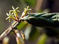 Hairy Mistletoe