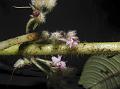 Hairy Rhynchotechum