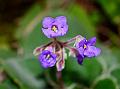 Hairy Stone Flower