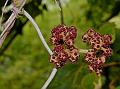 Hairy Wild Grape