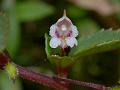 Hanging Balsam