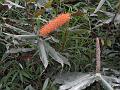 Hardy Ginger Lily