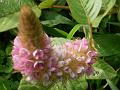 Hare Foot Uraria