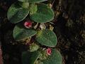 Heart-Leaf Indigo