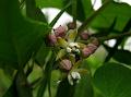 Heart-Leaf Swallow-Wort
