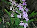 Heart-Shaped Short-Helmet Orchid