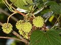 Heartleaf Spinefruit Vine