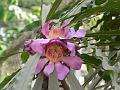 Heaven Lotus