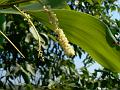 Hickory Wattle
