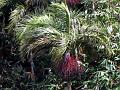 Hill Areca Palm