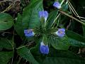 Hill Blepharis