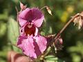 Himalayan Balsam