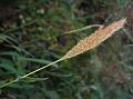 Himalayan Beard Grass