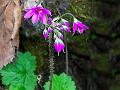 Himalayan Bell Primrose