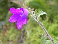 Himalayan Bellflower