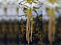 Himalayan Birch