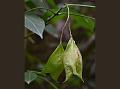 Himalayan Bladdernut
