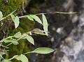 Himalayan Browntop Grass