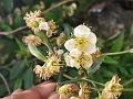 Himalayan Cherry Prinsepia