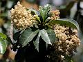 Himalayan Chokeberry