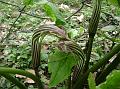 Himalayan Cobra Lily