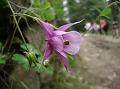 Himalayan Columbine
