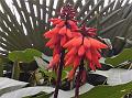 Himalayan Coral Tree
