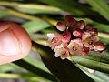 Himalayan Grass-Leaf Orchid