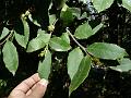 Himalayan Holly
