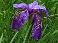 Himalayan Iris