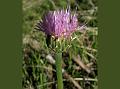 Himalayan Klasea