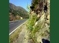 Himalayan Lemon Grass