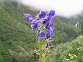 Himalayan Monkshood