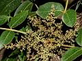 Himalayan Poison Oak