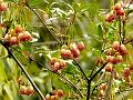 Himalayan Red Bells