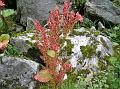 Himalayan Rhubarb