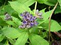 Himalayan Saw-wort