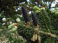 Himalayan Silver Fir