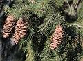 Himalayan Spruce