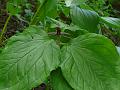 Himalayan Trillium