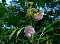 Hoary Tephrosia