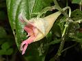 Hook-Petal Balsam