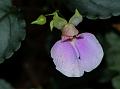 Hook-Tail Balsam